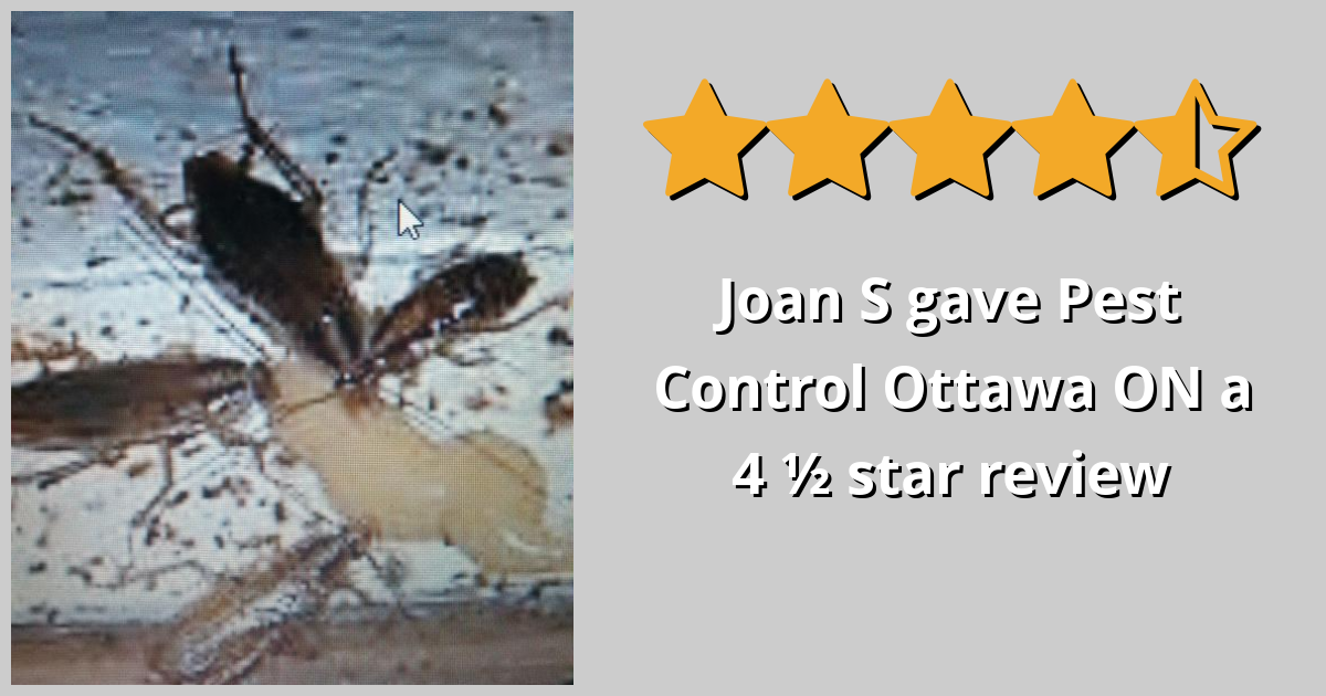 Joan S gave Pest Control Ottawa Inc. a 4.5 star review on SoTellUs