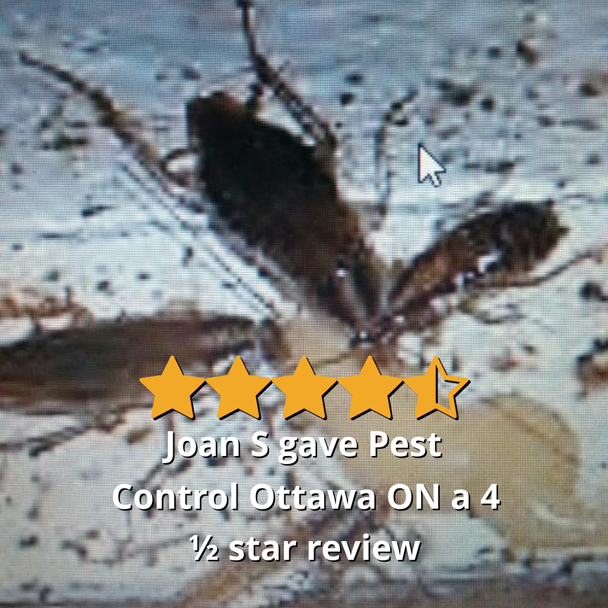 Joan S gave Pest Control Ottawa Inc. a 4.5 star review on SoTellUs