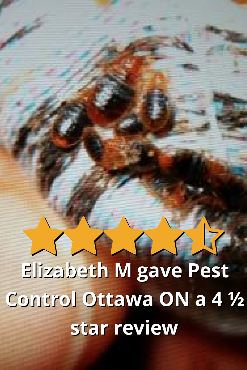 Elizabeth M gave Pest Control Ottawa Inc. a 4.5 star review on SoTellUs