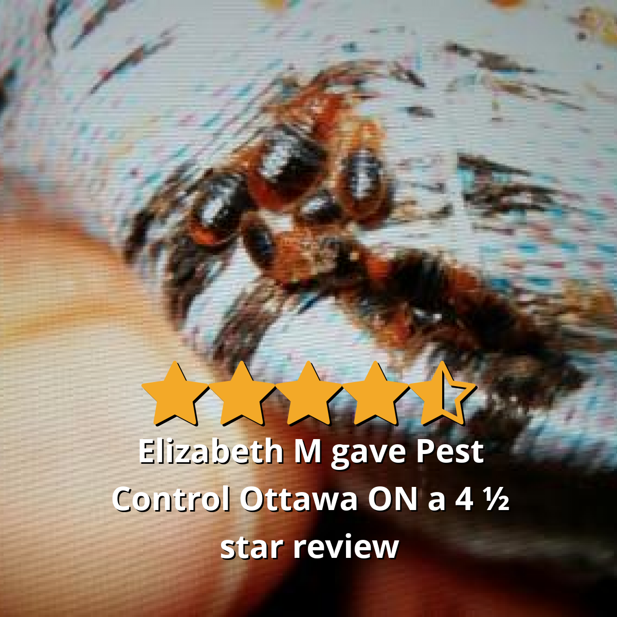 Elizabeth M gave Pest Control Ottawa Inc. a 4.5 star review on SoTellUs