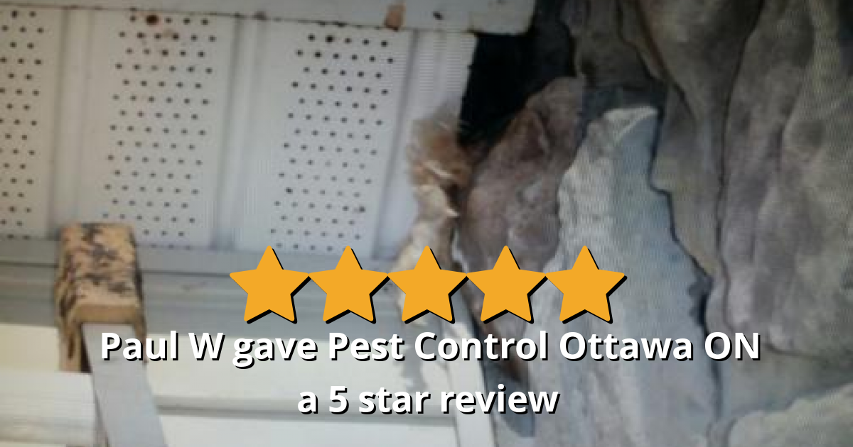 Paul W gave Pest Control Ottawa Inc. a 5 star review on SoTellUs