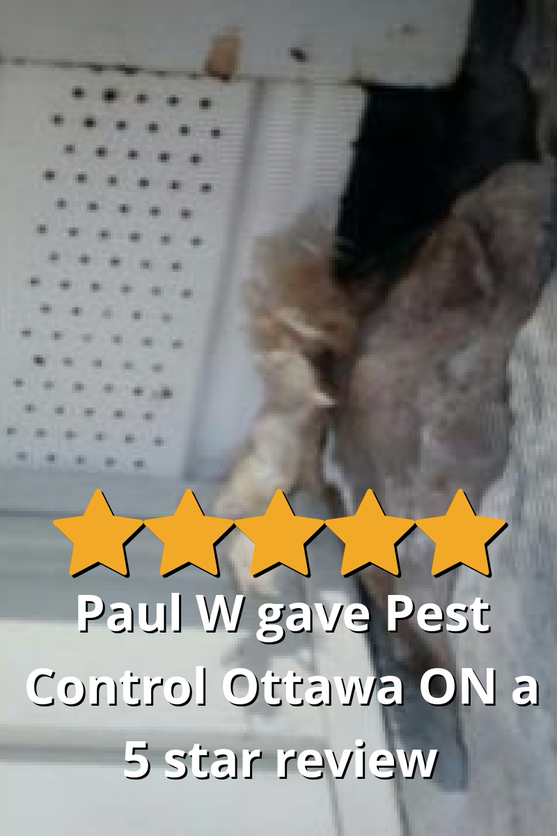 Paul W gave Pest Control Ottawa Inc. a 5 star review on SoTellUs