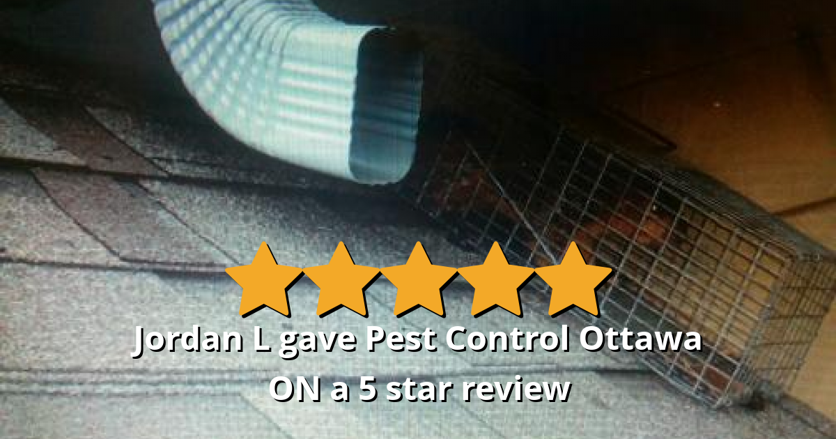 Jordan L gave Pest Control Ottawa Inc. a 5 star review on SoTellUs