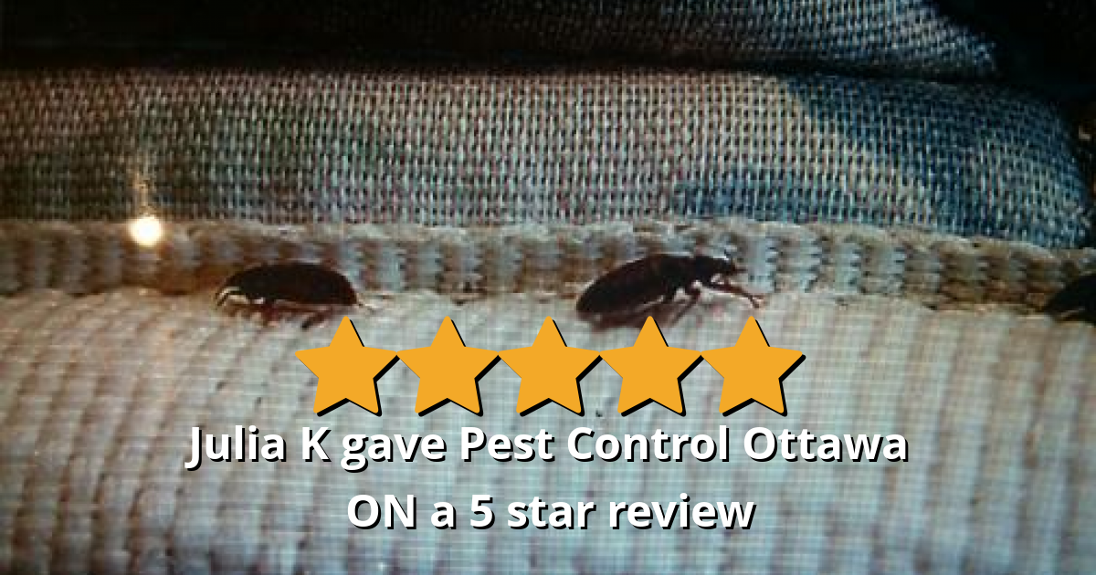Julia K gave Pest Control Ottawa Inc. a 5 star review on SoTellUs