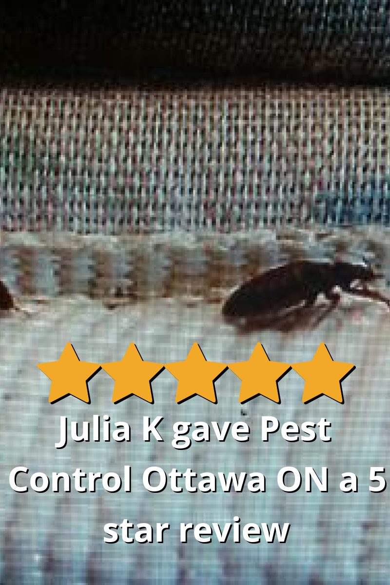 Julia K gave Pest Control Ottawa Inc. a 5 star review on SoTellUs