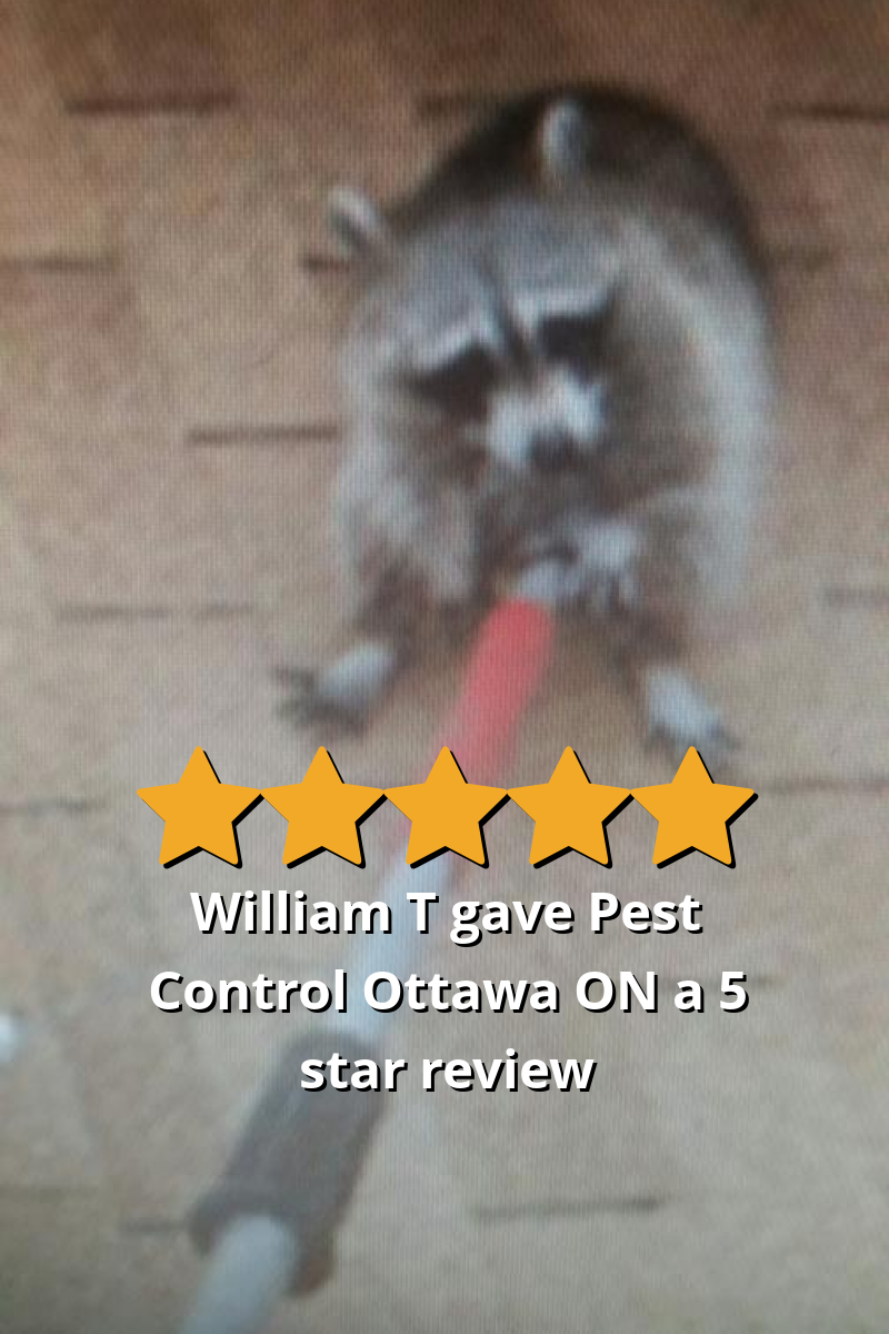 William T gave Pest Control Ottawa Inc. a 5 star review on SoTellUs