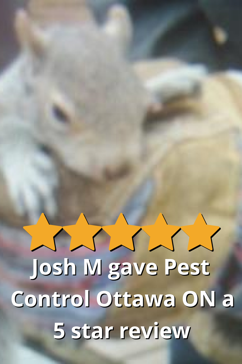Josh M gave Pest Control Ottawa Inc. a 5 star review on SoTellUs