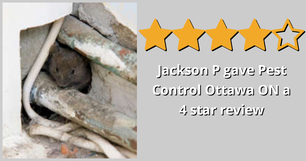 Jackson P gave Pest Control Ottawa Inc. a 4 star review on SoTellUs