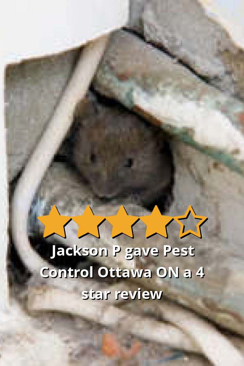 Jackson P gave Pest Control Ottawa Inc. a 4 star review on SoTellUs