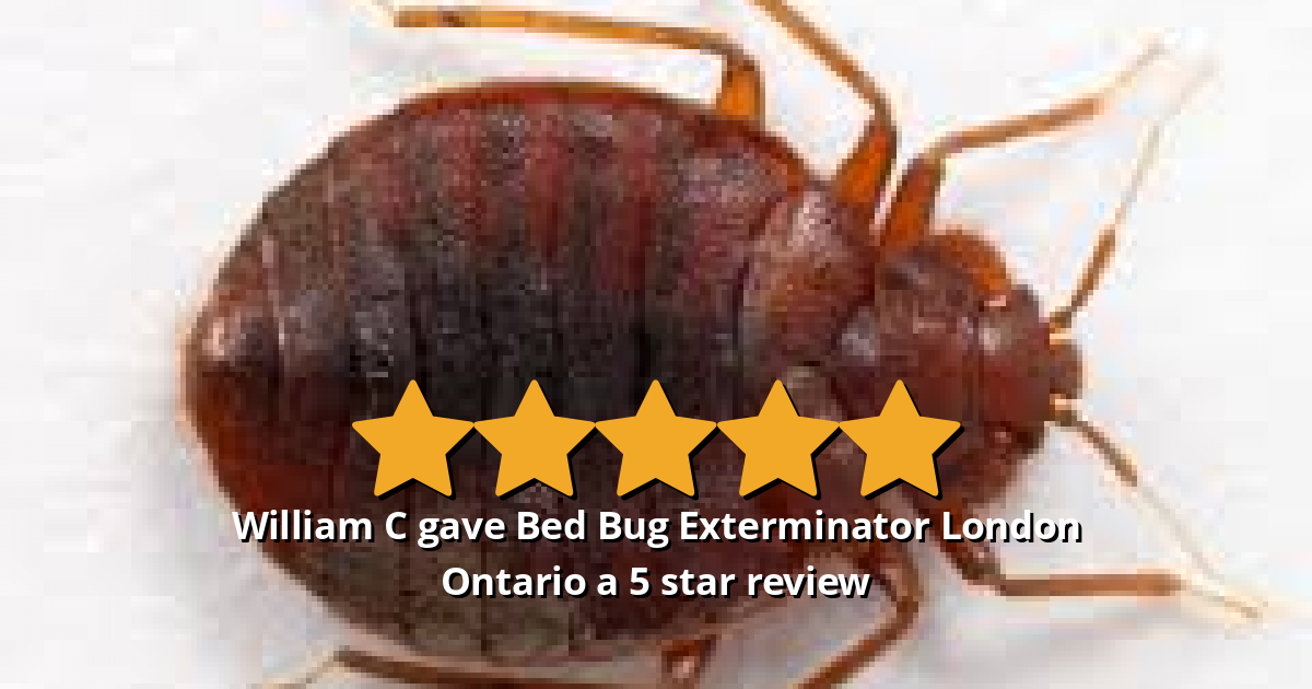 William C Gave Bed Bug Exterminator London Ontario A 5 Star Review On ...